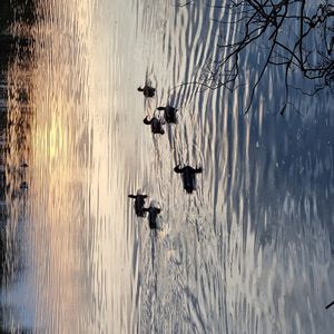 Preview wallpaper ducks, birds, pond, wildlife