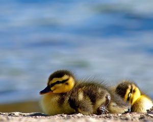 Preview wallpaper ducks, birds, sleep, striped