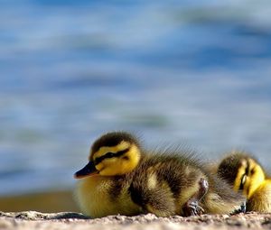 Preview wallpaper ducks, birds, sleep, striped