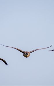 Preview wallpaper ducks, birds, wings, flight, sky