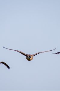 Preview wallpaper ducks, birds, wings, flight, sky