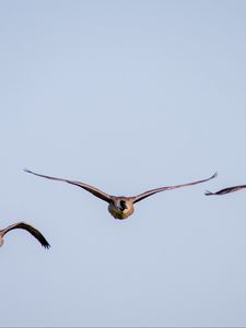 Preview wallpaper ducks, birds, wings, flight, sky