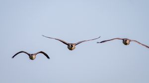 Preview wallpaper ducks, birds, wings, flight, sky