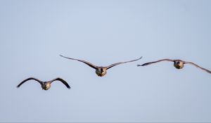 Preview wallpaper ducks, birds, wings, flight, sky