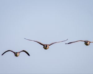 Preview wallpaper ducks, birds, wings, flight, sky