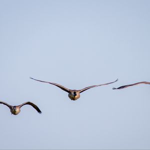 Preview wallpaper ducks, birds, wings, flight, sky