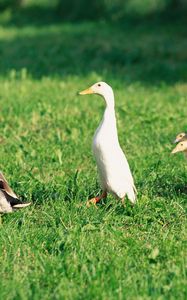 Preview wallpaper ducks, ducklings, birds, farm, family