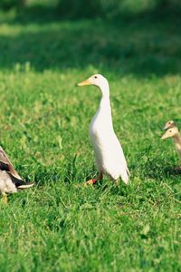 Preview wallpaper ducks, ducklings, birds, farm, family