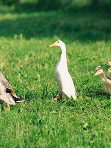 Preview wallpaper ducks, ducklings, birds, farm, family