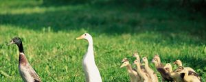 Preview wallpaper ducks, ducklings, birds, farm, family