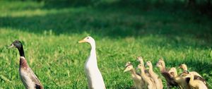 Preview wallpaper ducks, ducklings, birds, farm, family