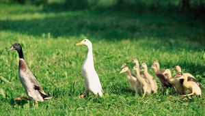 Preview wallpaper ducks, ducklings, birds, farm, family