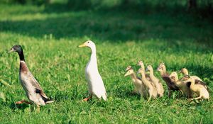 Preview wallpaper ducks, ducklings, birds, farm, family