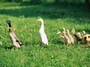 Preview wallpaper ducks, ducklings, birds, farm, family