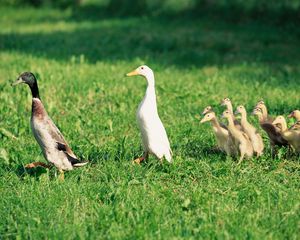 Preview wallpaper ducks, ducklings, birds, farm, family