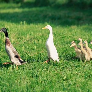 Preview wallpaper ducks, ducklings, birds, farm, family