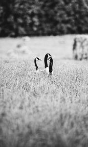 Preview wallpaper ducks, field, grass, black and white