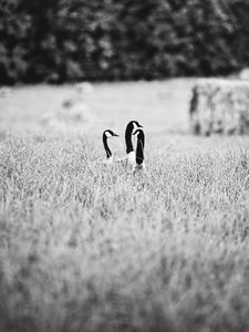 Preview wallpaper ducks, field, grass, black and white