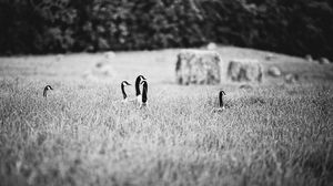 Preview wallpaper ducks, field, grass, black and white