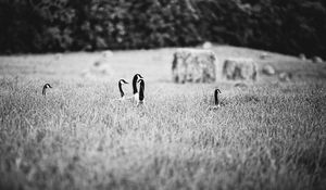 Preview wallpaper ducks, field, grass, black and white