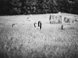 Preview wallpaper ducks, field, grass, black and white