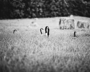 Preview wallpaper ducks, field, grass, black and white