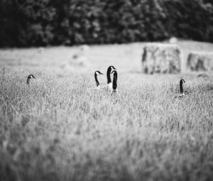 Preview wallpaper ducks, field, grass, black and white