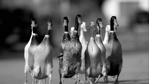 Preview wallpaper ducks, flock, road