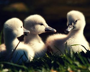 Preview wallpaper ducks, grass, lie, young