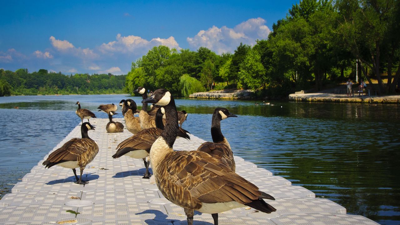 Wallpaper ducks, lake, pond, land, sit, tile, people, park, trees