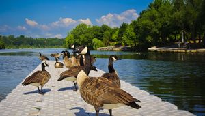 Preview wallpaper ducks, lake, pond, land, sit, tile, people, park, trees