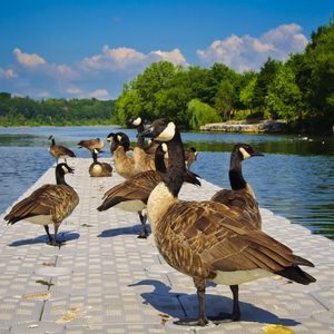 Preview wallpaper ducks, lake, pond, land, sit, tile, people, park, trees