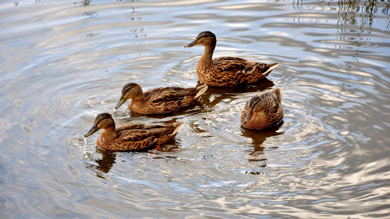 Wallpaper ducks, lake, swimming, family