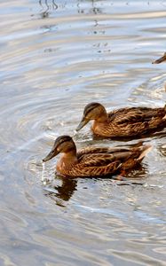 Preview wallpaper ducks, lake, swimming, family