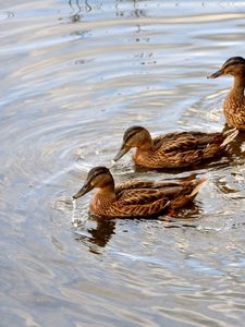 Preview wallpaper ducks, lake, swimming, family