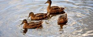 Preview wallpaper ducks, lake, swimming, family