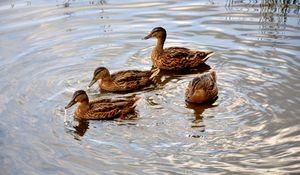 Preview wallpaper ducks, lake, swimming, family