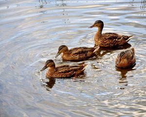 Preview wallpaper ducks, lake, swimming, family