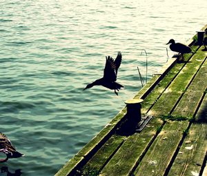 Preview wallpaper ducks, pier, wooden, sea, waves, flying
