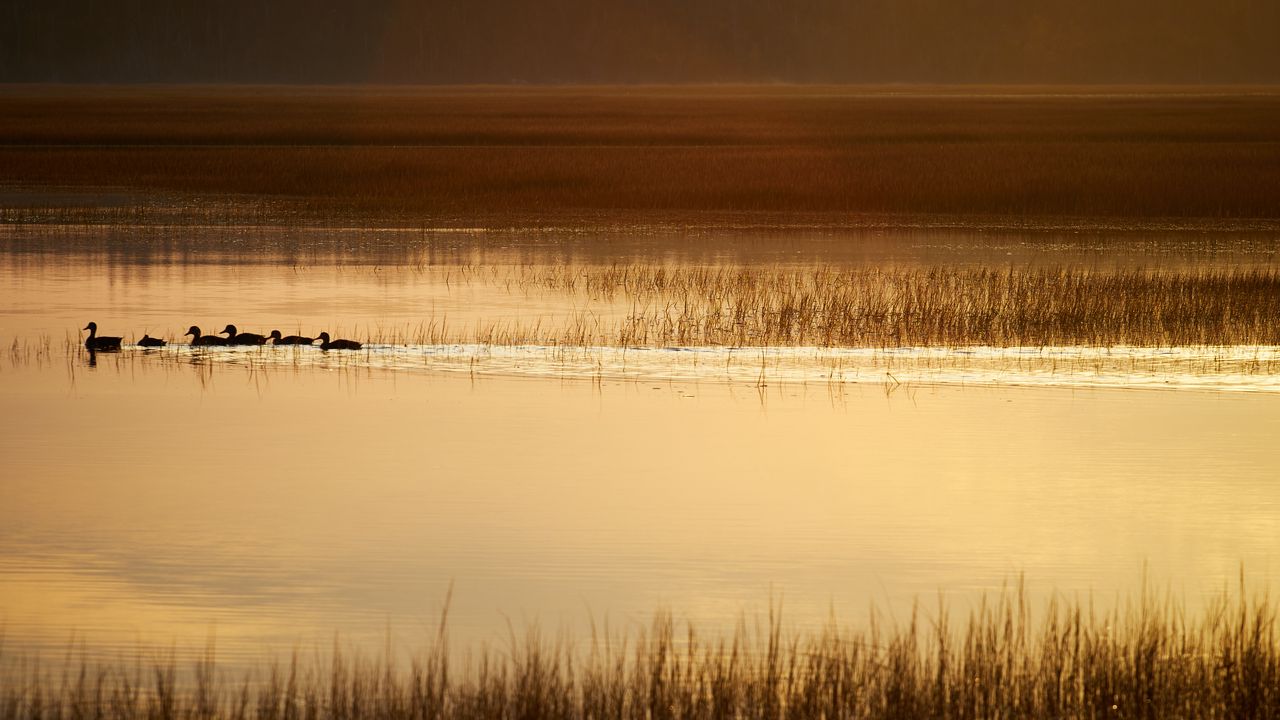 Wallpaper ducks, silhouettes, pond, evening