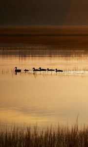 Preview wallpaper ducks, silhouettes, pond, evening