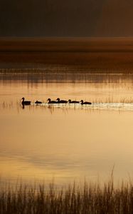 Preview wallpaper ducks, silhouettes, pond, evening