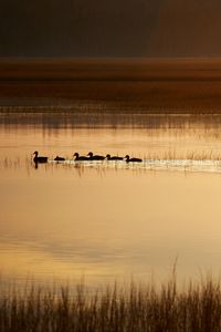 Preview wallpaper ducks, silhouettes, pond, evening