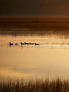 Preview wallpaper ducks, silhouettes, pond, evening