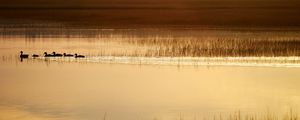 Preview wallpaper ducks, silhouettes, pond, evening