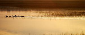 Preview wallpaper ducks, silhouettes, pond, evening