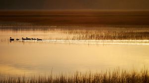 Preview wallpaper ducks, silhouettes, pond, evening