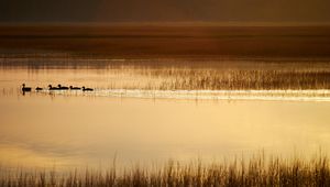 Preview wallpaper ducks, silhouettes, pond, evening