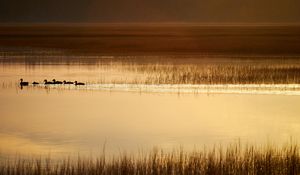 Preview wallpaper ducks, silhouettes, pond, evening