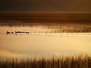 Preview wallpaper ducks, silhouettes, pond, evening